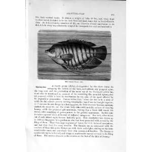    NATURAL HISTORY 1896 PIKE HEAD FISH GURAMI FIGHTING