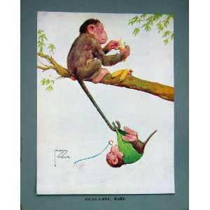  edy Colour Print 1931 Monkeys Tree Banana Wood