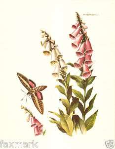 Sphinx Moth and Foxglove print by R.T. Peterson 1951  