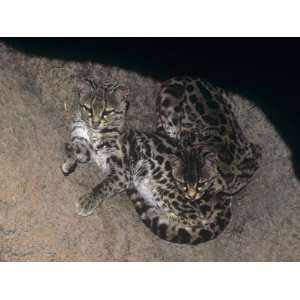  Margay Cats, Felis Wiedi, Central and South America 