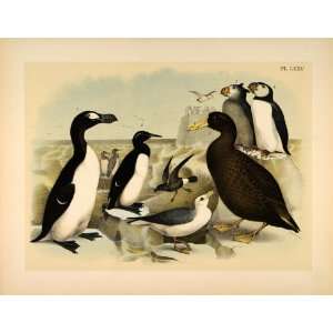  1881 Chromolithograph Birds Great Auk Petrels Puffins 
