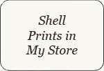 1859 Antique H/C SOWERBY SEASHELL Sea Shell Print 1  