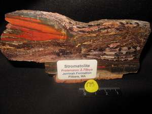 Stromatolite,Jerrinah, fossil, Australia (S 178)  