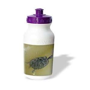  Florene Turtle   Timmy Turtle   Water Bottles Sports 