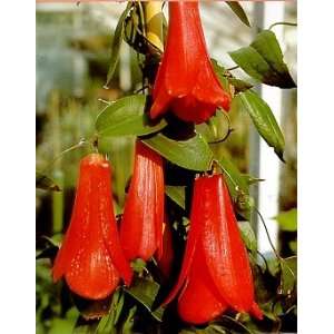  Chilean Bells 6 Seeds/Seed   Lapageria Patio, Lawn 