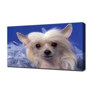 Chinese Crested Dog   Canvas Art   Framed Size 20x30   Ready To Hang
