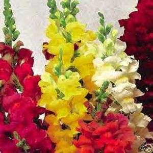 Snapdragon Giant Tetra Mix 100 Flower Seeds *Beautiful*  