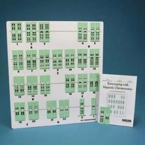 Karyotyping with Magnetic Chromosomes Replacement Chromosome Set