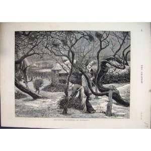 Women Gathering Mistletoe Normandy Country Trees 1876  