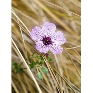  Geranium Cinereum Ballerina, Singleflower Amongst Carex 