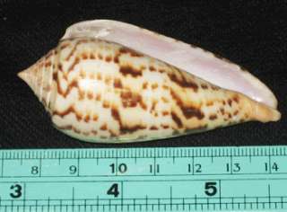 71 mm Large Conus Phuketensis Cone Seashell Sea shell  