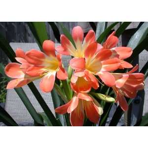   Pink Perfection X Self Clivia Seedling Plant Patio, Lawn & Garden
