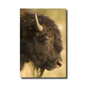  Bison Closeup In Custer State Park South Dakota Giclee 