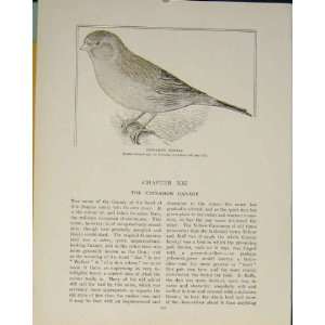  Cinnamon Canary Norwich England British Birds Print Old 