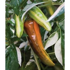  Pepper, Hot, Fish 1 Pkt.(30 Seeds) Patio, Lawn & Garden