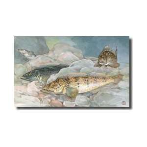  Ling Codfish Change Color To Fit Its Surroundings Giclee 