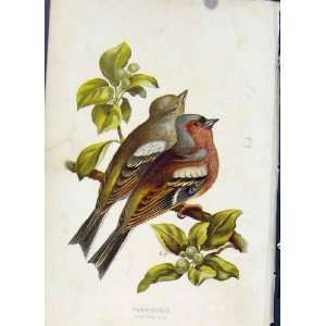  Chaffinches Birds Antique Print Thorburn C1883 Color