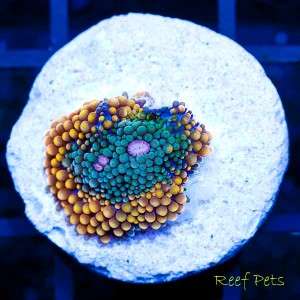 Reef Pets* Ultra Ricordea Florida Ricordia *Live Reef Coral*  