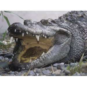 Siamese Crocodile, Crocodylus Siamensis, Jaws Gaped Open. Extinct in 