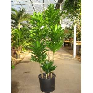  Dracaena JC Compacta 12 Pot, OAH 5 Patio, Lawn & Garden