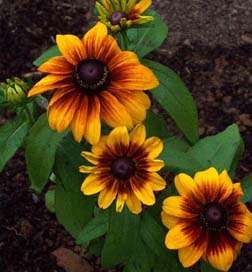 butterflies and birds may we suggest planting purple coneflower 