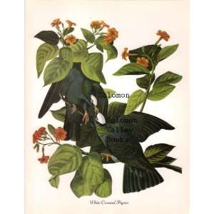  White Crowned Pigeon (8 1/2 by 11 1/2 Color Print 