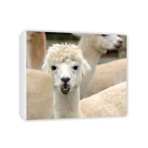  Alpaca which are being bred in the West   Canvas 