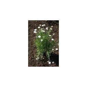 Todds Seeds   Bachelor Button (Centaurea cyanus) Tall White Seed   1 