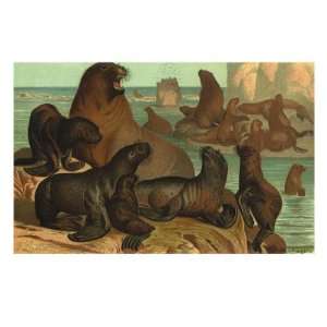  Sea Lions on Rocks Premium Giclee Poster Print, 18x24 