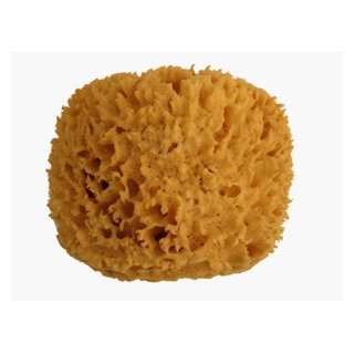  Sea Wool Sponge  Large Beauty