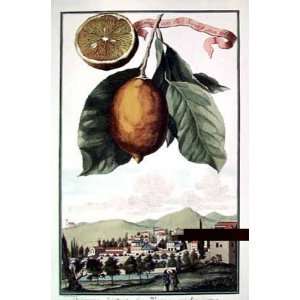 Lemon Of Scorza Poster Print