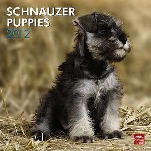  2012 Schnauzer Puppies Calendar