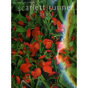  Scarlet Runner Bean Patio, Lawn & Garden