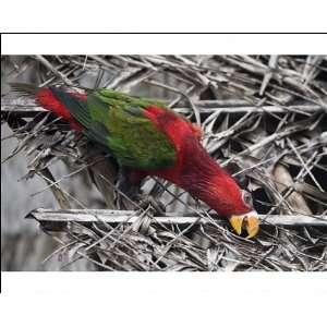  Eastern Black capped / Purple bellied Lory Photographic 