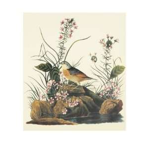   Giclee Poster Print by John James Audubon, 24x32