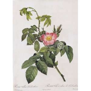  Vintage Rose Redoute Vintage Botanical MOUSE PAD Office 