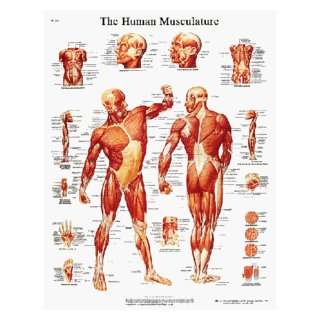  Human Musculature Laminated Poster