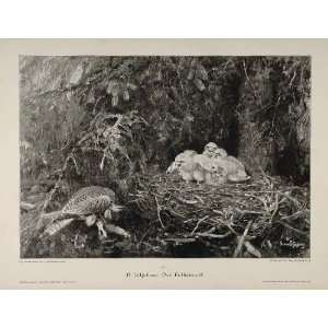 1895 Falcon Nest Chicks German Engraving B. Liljefors   Original Print