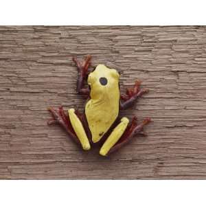  A Brightly Colored Tree Frog on a Piece of Wood Stretched 