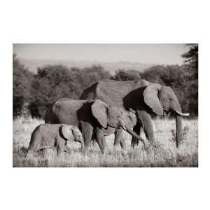  Elephant Walk Andy Biggs. 34.00 inches by 24.00 inches 
