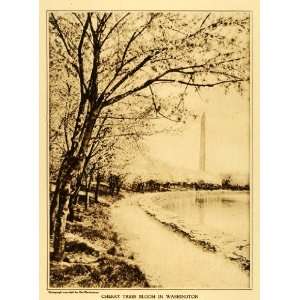  1922 Rotogravure Cherry Trees Bloom Washington Monument 