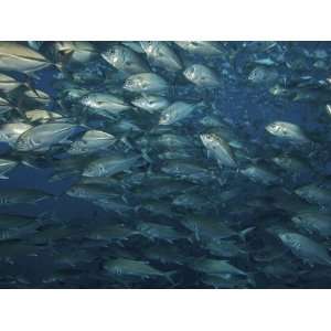  School of Jacks or Trevally Fish, Carangoides Species 