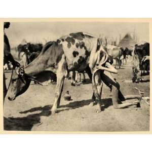  1930 Africa Dinka Boy Milking Cow Sudan Hugo Bernatzik 