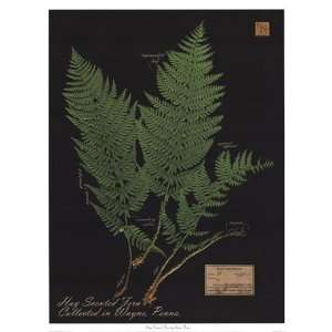  Hay Scented Fern   Poster by Brian Foster (13x17)