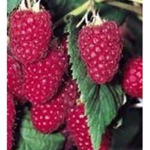  Heritage Raspberry Seed Pack Patio, Lawn & Garden