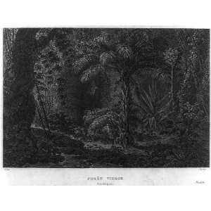  Foret Vierge,Amerique,Woodland scene,trees,plants,1838 