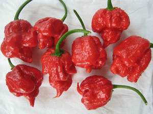 Trinidad Scorpion Pepper   Butch T   Hottest 15+ Seeds  