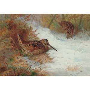   Archibald Thorburn   24 x 16 inches   Woodcock In S