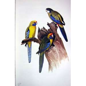   Parrots 1973 Green Yellow Northern Rosella Parrot