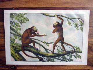 1875 WILD ANIMALS LITH #50 Red Howler Monkey  